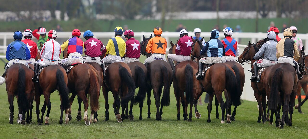 race horses at a starting line