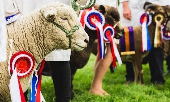 winning sheep with show ribbons