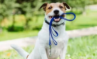 Terrier dog with lead in mouth